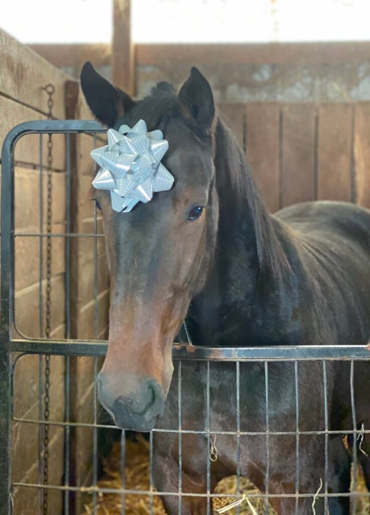 Standardbred Horse